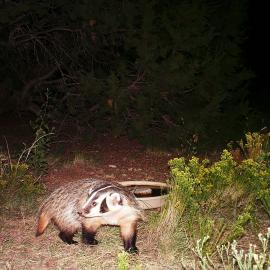 Santa Fe Critter Cam Gallery